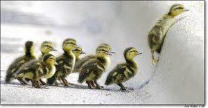 ducklings