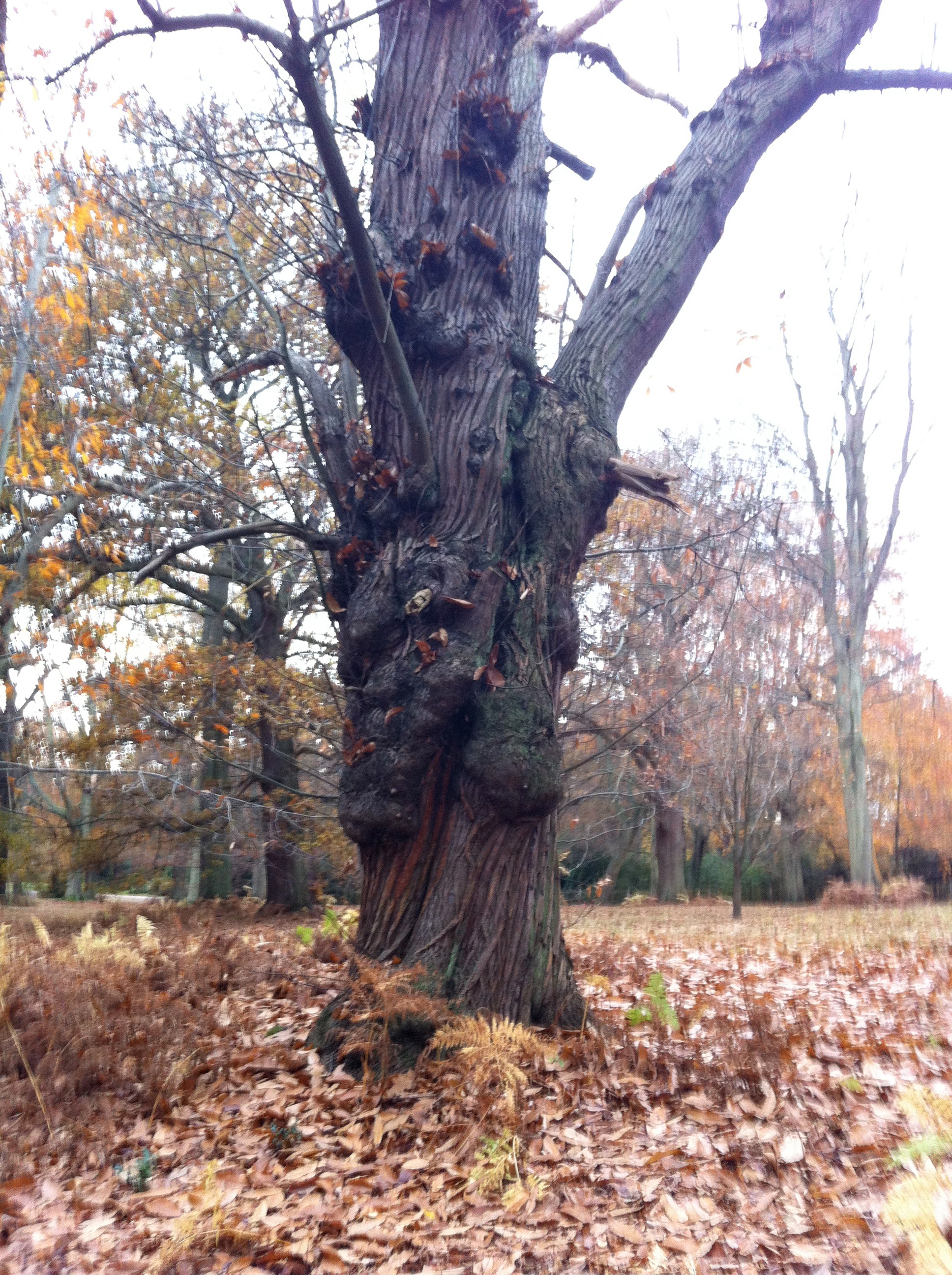 Tree in Windsor Great Park