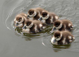 Egyptian ducklings