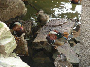 Chinese Ducks