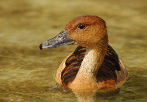 800px-Dendrocygna_bicolor_wilhelma