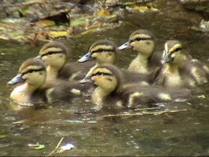 ducklings