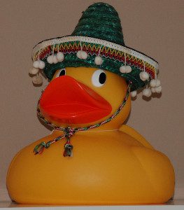 mexican duck