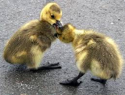 cute fighting ducks