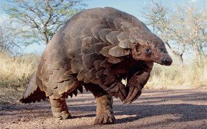 pangolin_3180820b