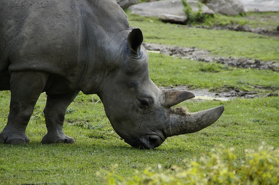 Arguments Against Legalizing the Rhino Horn Trade Pt. 2