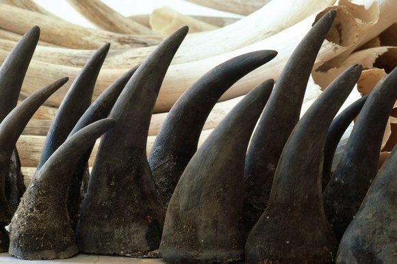 Additional Arguments Against Legalizing the Trade in Rhino Horn Pt. 3