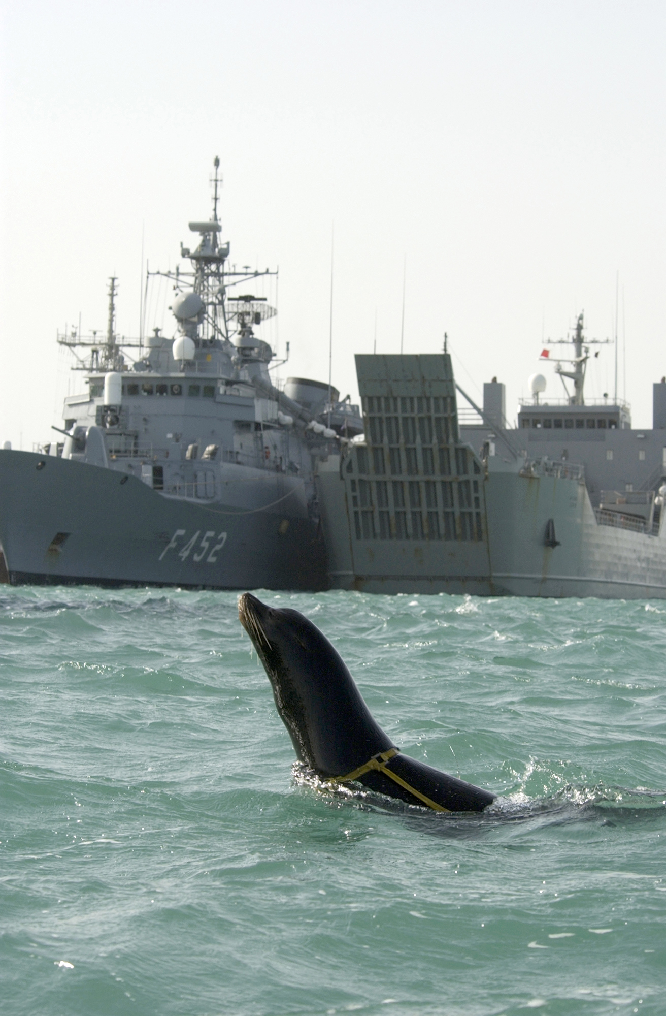 Analogies in War: Marine Mammal Systems and Autonomous Weapons